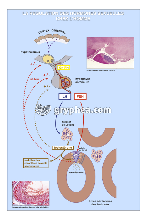 La régulation des hormones sexuelles (chez l'homme) - infographiee - gryphea.com